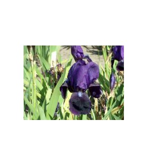 Iris chrysographes Black...