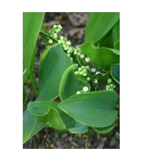 Convallaria majalis ( mughetto ) Hardwick Hall VASO