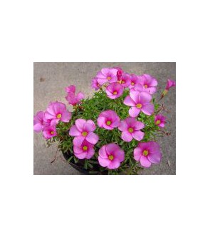 Oxalis glabra rosa e bianco