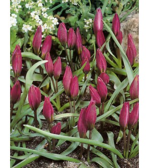 Tulipano selvatico humilis
