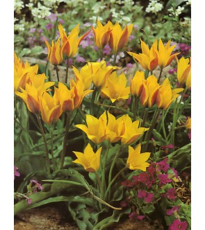 Tulipano selvatico...