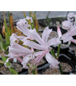 Nerine bowdenii Vesta