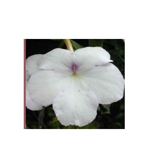 Achimenes Jaureguia