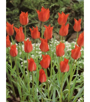 Tulipano selvatico Linifolia