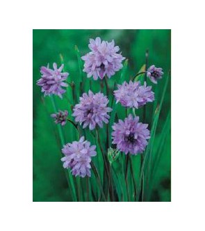 Dichelostemma congestum
