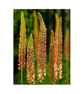 Eremurus isabellinus Cleopatra
