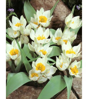 Tulipano selvatico polychroma