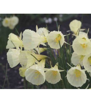 Narciso bulbocodium Spoirot