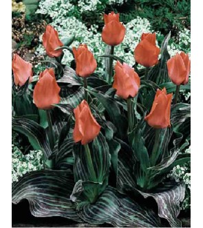 Tulipano botanico Oratorio