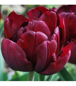 Tulipano doppio Antraciet