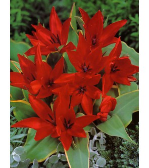 Tulipano selvatico praestans
