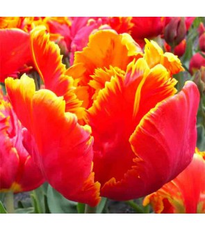 Tulipano pappagallo Bright...