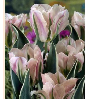 Tulipano viridiflora China Town