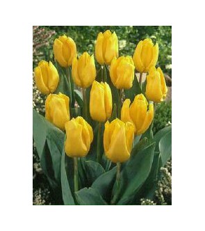 Tulipano stelo lungo Yellow...