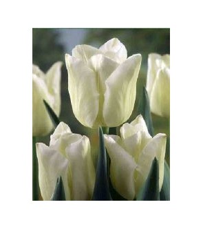 Tulipano stelo lungo Cheers