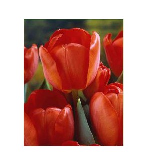 Tulipano stelo lungo Orangezon