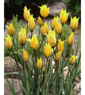 Tulipano selvatico Sylvestris