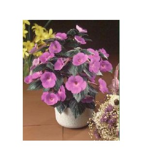 Achimenes Vivid