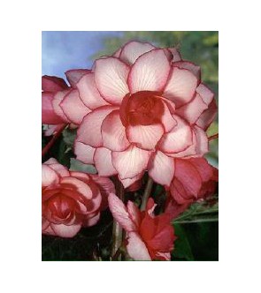 Begonia Doppia Bouton de Rose