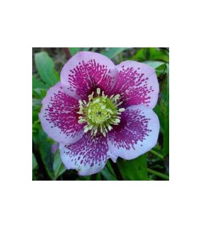 Helleboro orientale Red...