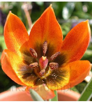 Tulipano selvatico Wittalii...