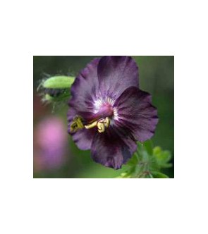 Geranium phaeum Raven