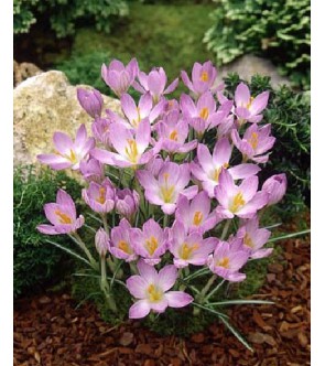 Crocus etruscus Zwanenburg