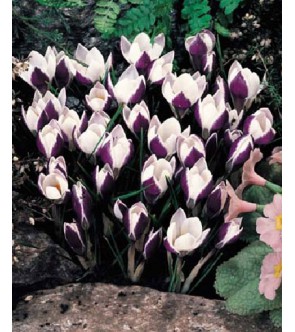 Crocus chrysanthus Lady Killer