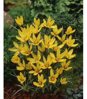Crocus korolkowii