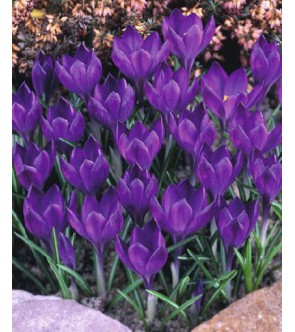 Crocus tommasinianus