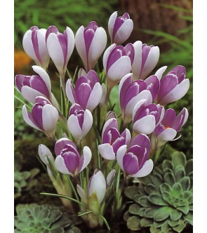 Crocus vernus Vanguard