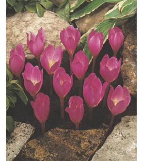 Crocus Kotschyanus sin....