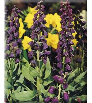 Fritillaria Persica