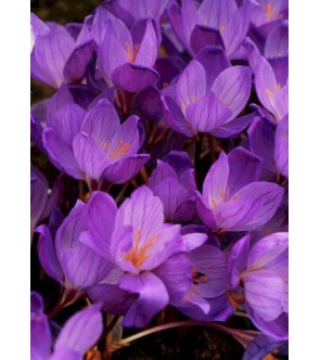 Crocus serotinus ssp...