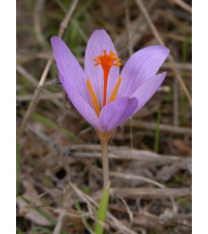 Crocus speciosus Oxonian