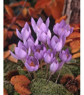 Crocus speciosus Conqueror