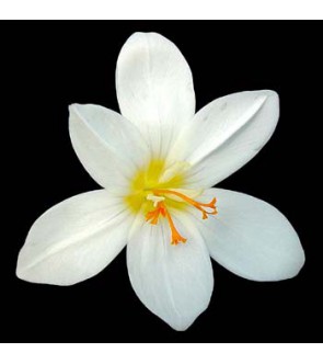 Crocus pulchellus