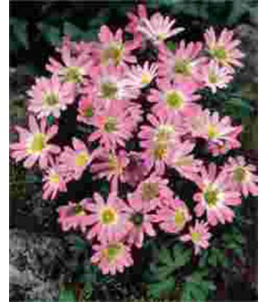 Anemone Blanda Pink Star