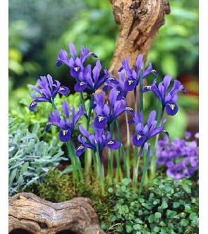Iris reticulata Pixie