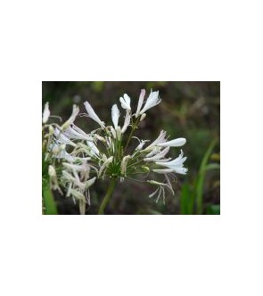 Praecox orientalis large white