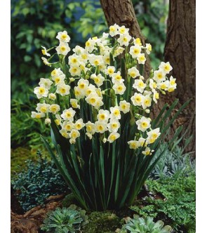 Narciso Paperwhite Avalanche