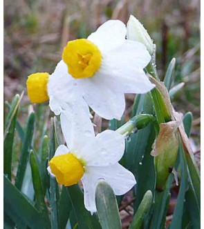 Narciso tazetta canaliculatus