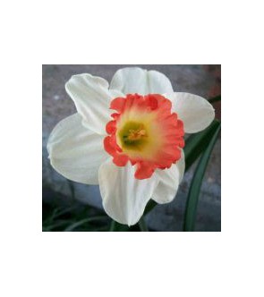 Narciso a coppa larga Pink...