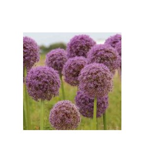 Allium Purple Caila