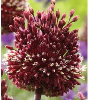 Allium amethystinus Red...