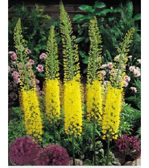 Eremurus Ruiter ibrido Tap...