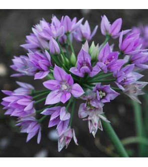 Allium unifolium Eros