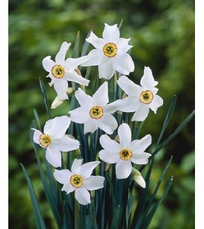 Narciso poeticus Recurvus