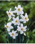 Narciso poeticus Recurvus