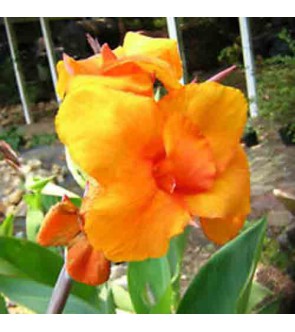 Canna indica Orange Beauty